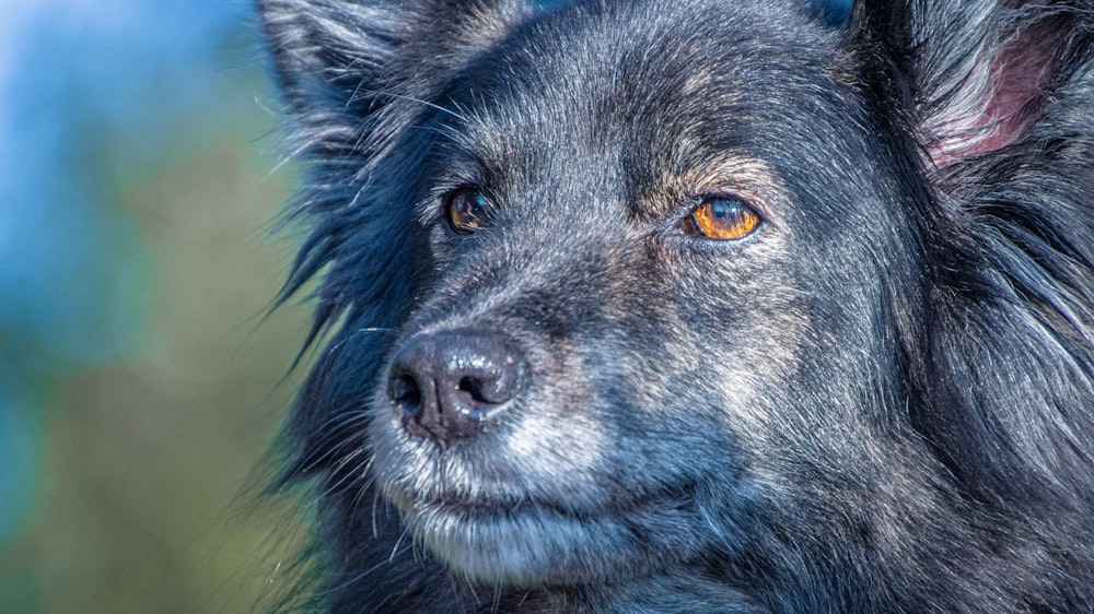 a close up of a dog's face with a blurry background