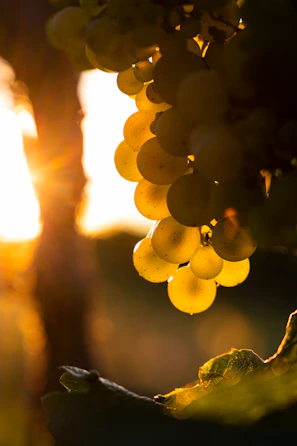 Golden sunlight spilling over ripe grape clusters hanging heavy on the vine.
