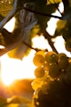 SOMMNATION Testimonial 
