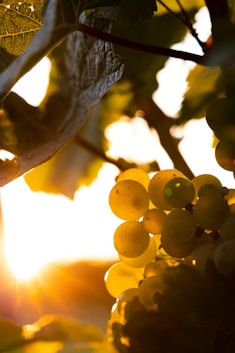 Two playful clay grape characters in a sunny vineyard setting
