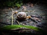 A small snail with a brown spiral shell is moving slowly along a rough, textured surface with scattered small twigs and leaves. The environment appears to be damp and shaded, with patches of green foliage in the background, adding to the natural setting.