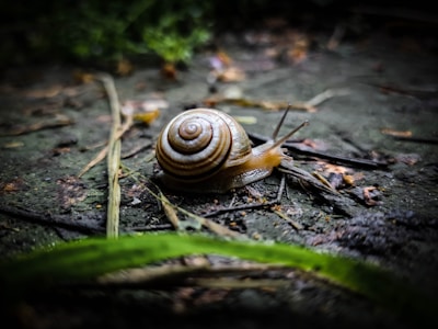 A small snail with a brown spiral shell is moving slowly along a rough, textured surface with scattered small twigs and leaves. The environment appears to be damp and shaded, with patches of green foliage in the background, adding to the natural setting.
