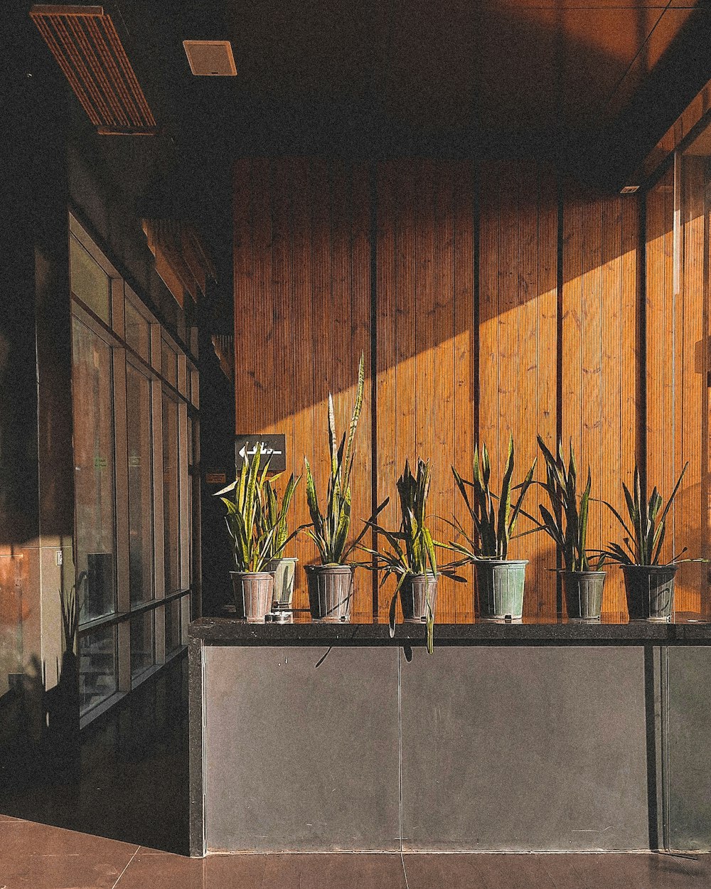 green potted plants on gray concrete table