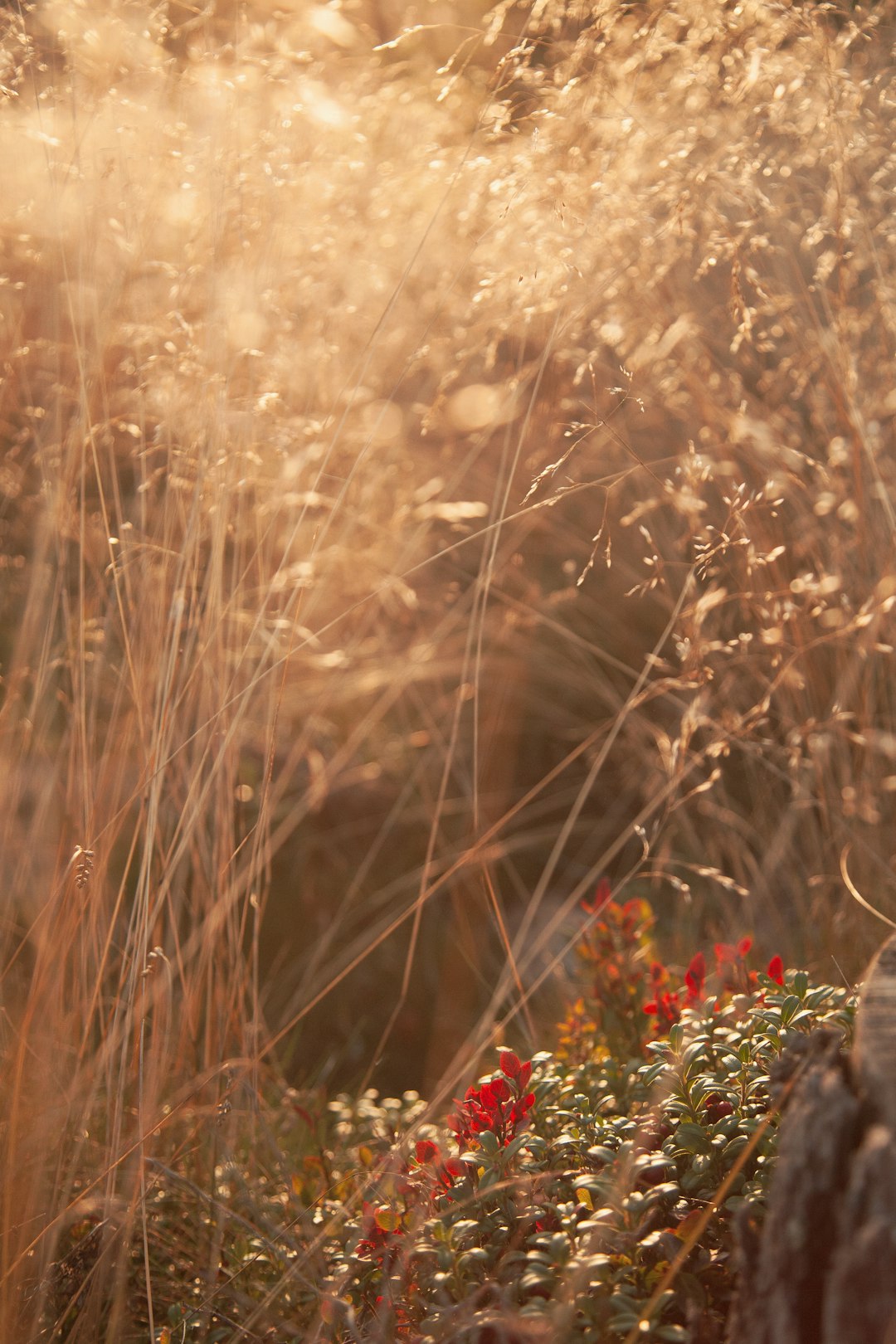 red flowers on brown grass field during daytime