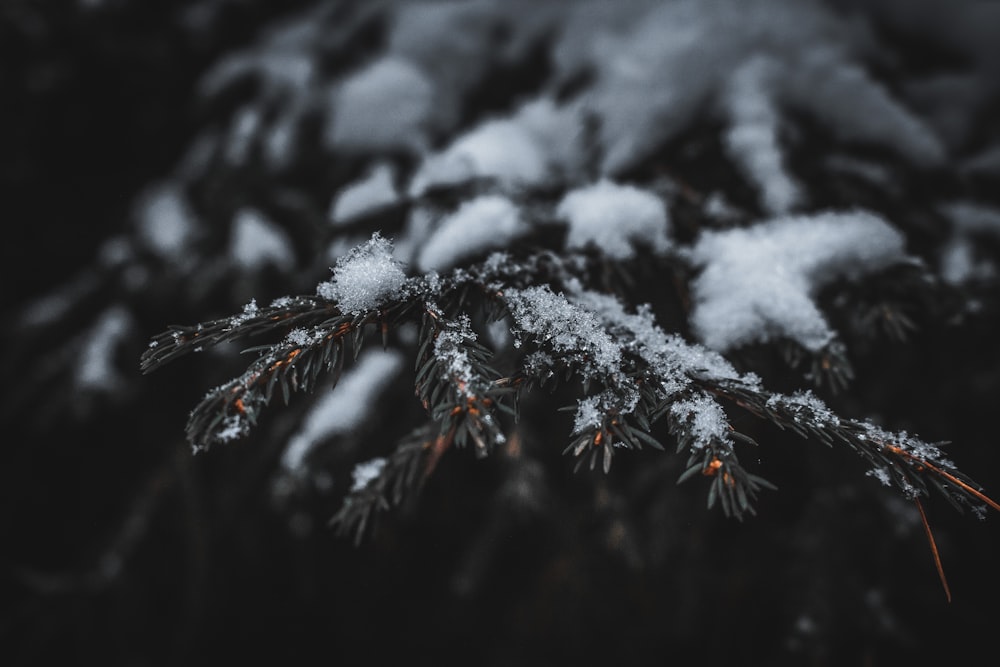 snow covered tree branch in tilt shift lens