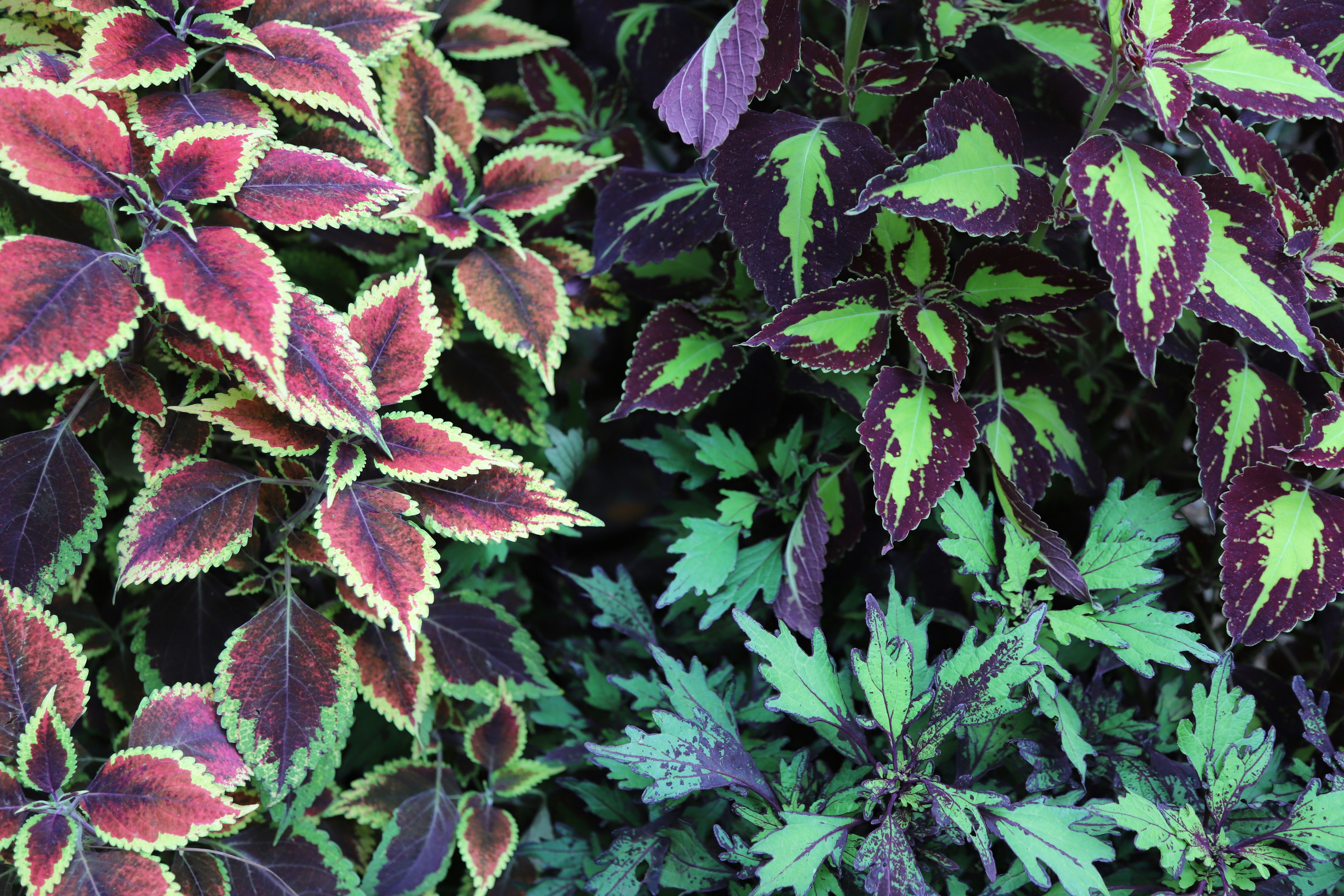 Photo by evitabrujita