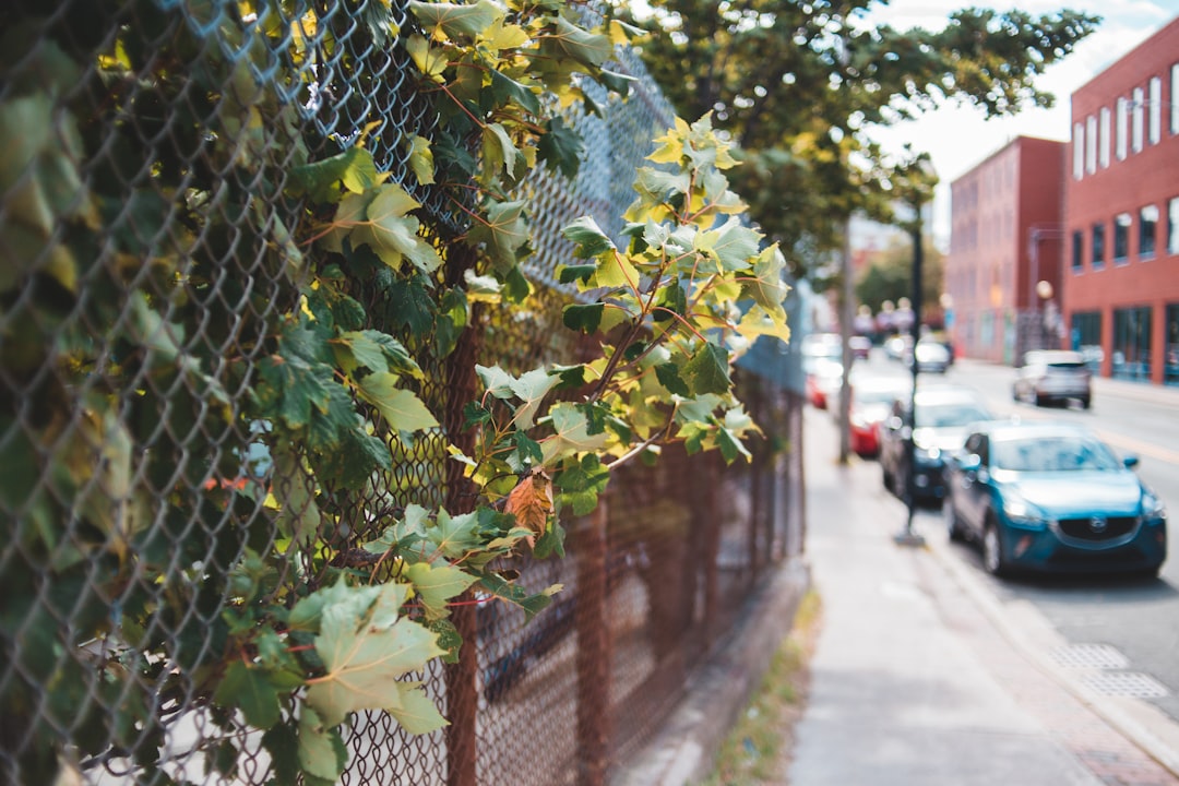 green and brown plant near black metal fence during daytime