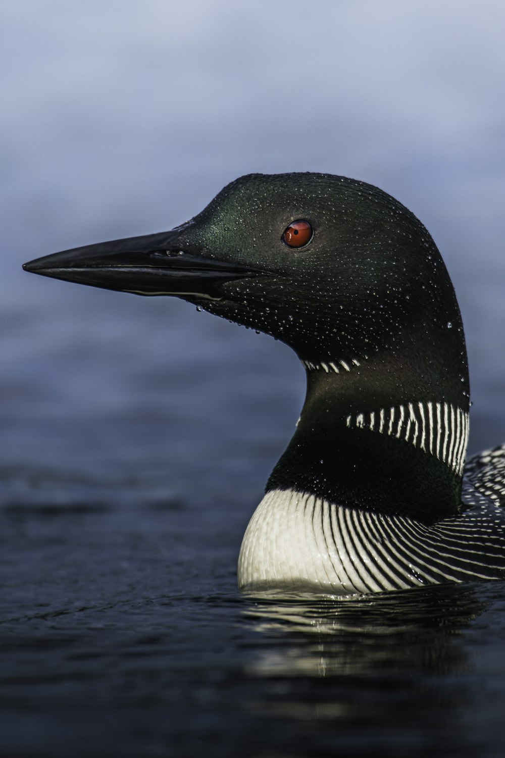 black and white duck on water