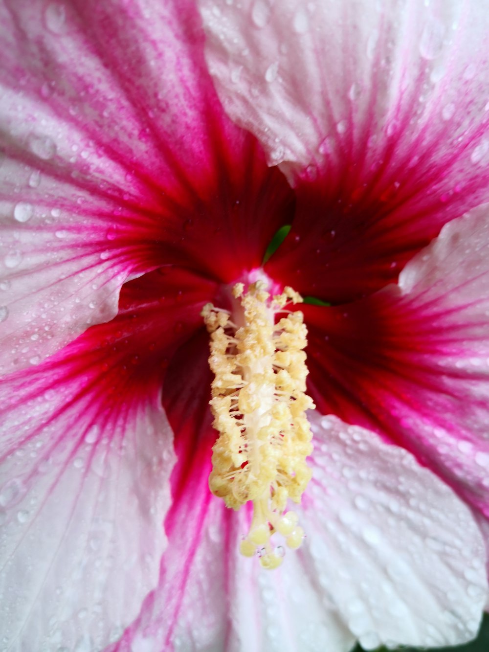 pink and white flower in macro photography