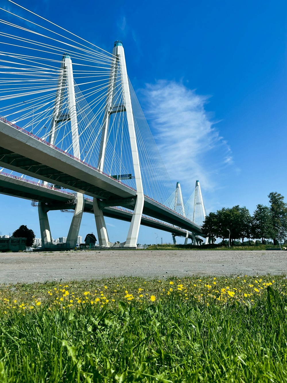 white bridge over yellow flower field under blue sky during daytime