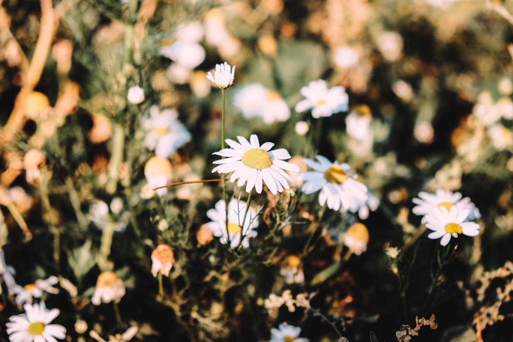 white and yellow flowers in tilt shift lens