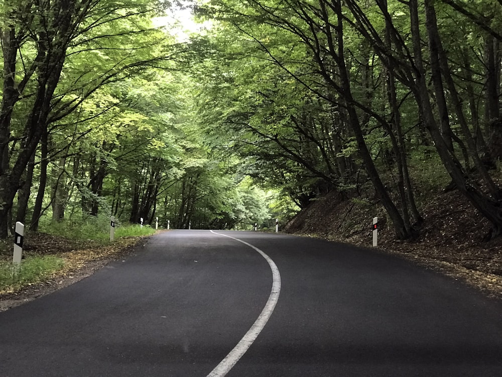 route en béton gris entre les arbres verts pendant la journée