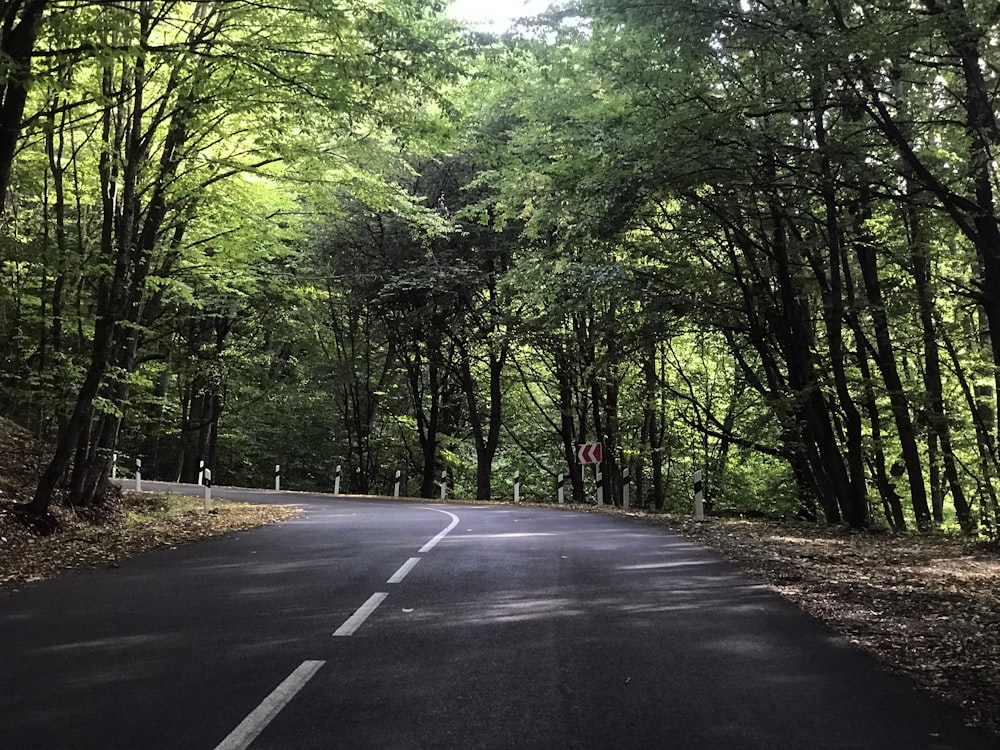 gray concrete road between green trees during daytime