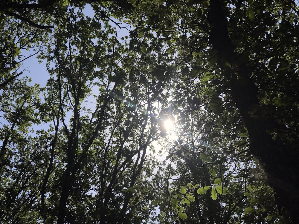 green leaf tree during daytime