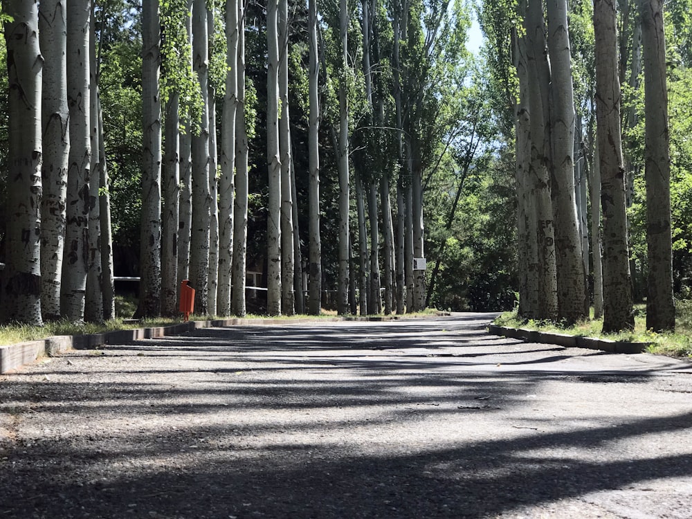 gray concrete road in between green trees during daytime