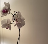 Elegant white orchid with a hint of lavender on its petals.