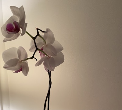 Elegant white orchid with a hint of lavender on its petals.