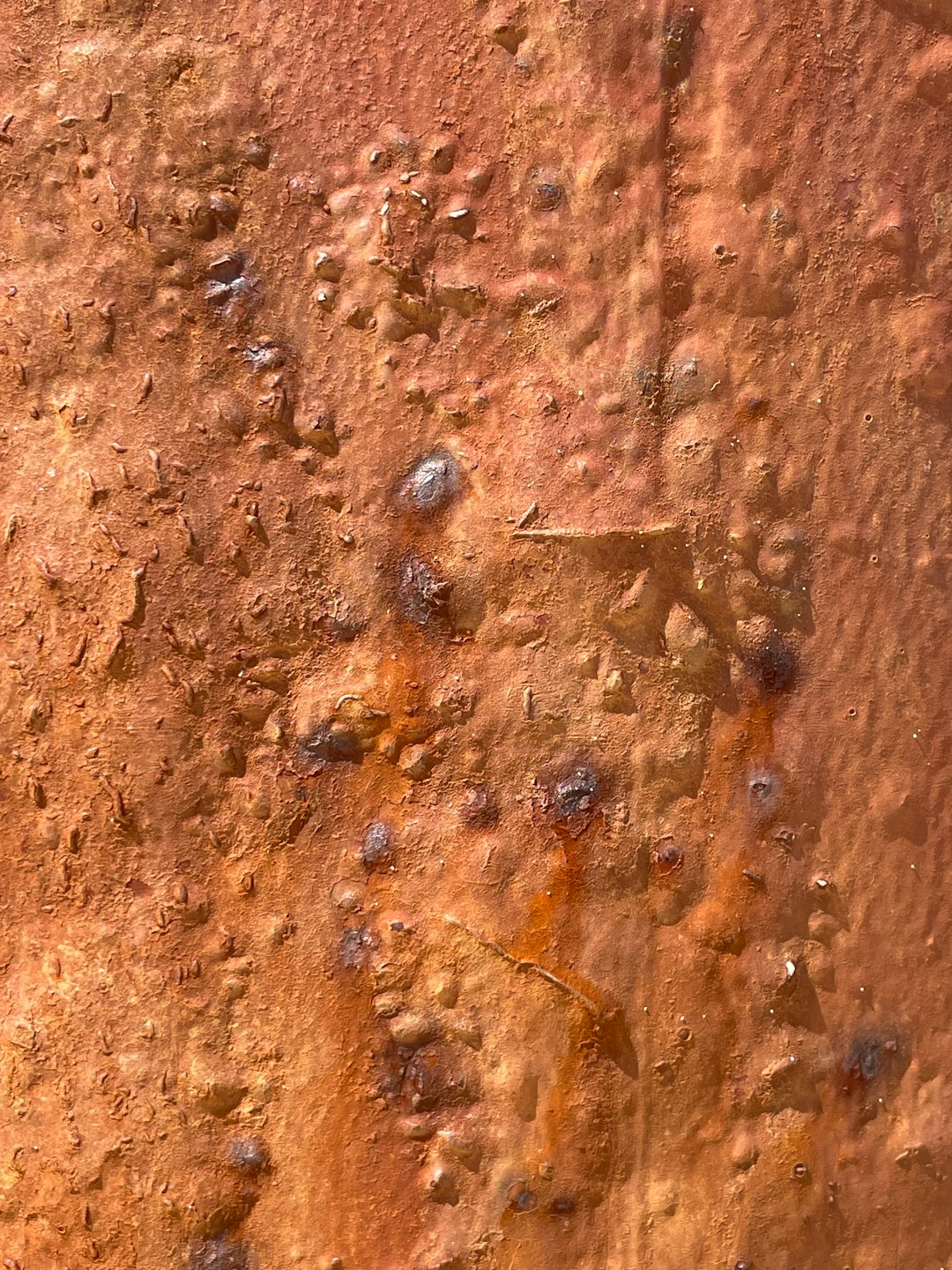 brown and black ant on brown soil