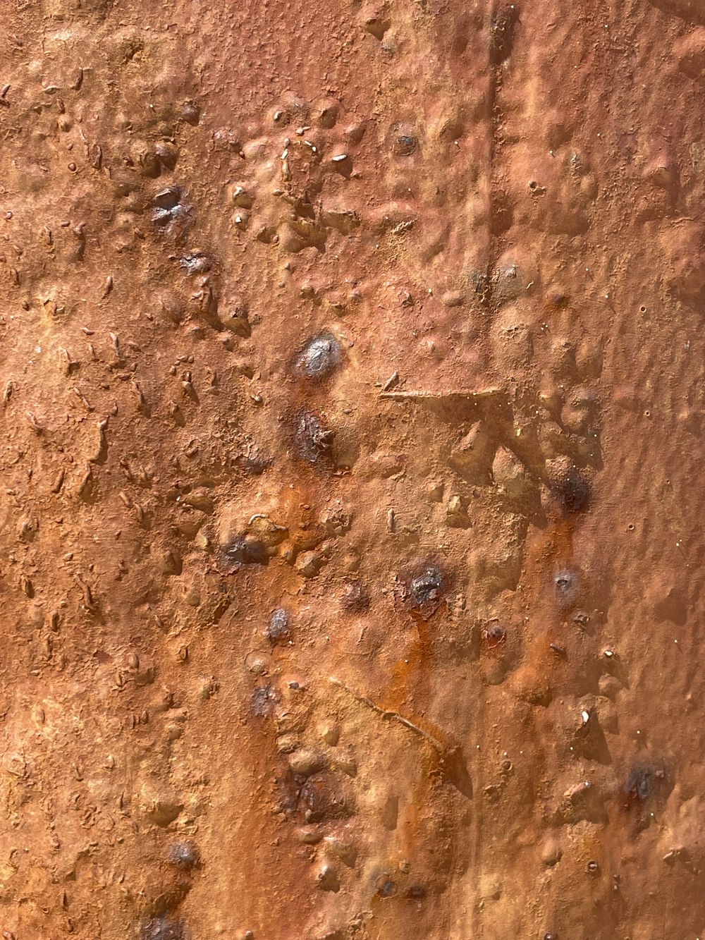brown and black ant on brown soil