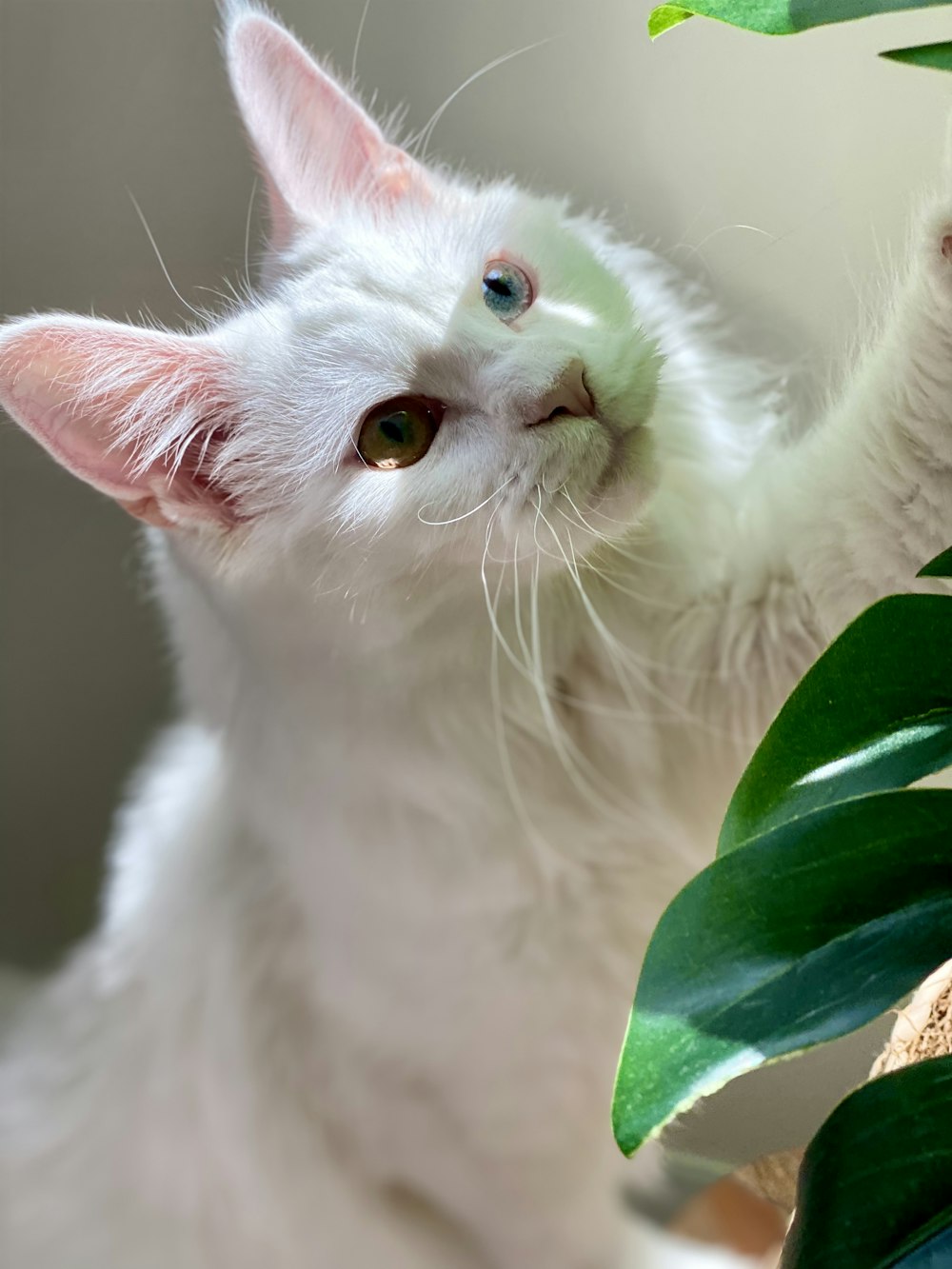 white cat with green leaf on head