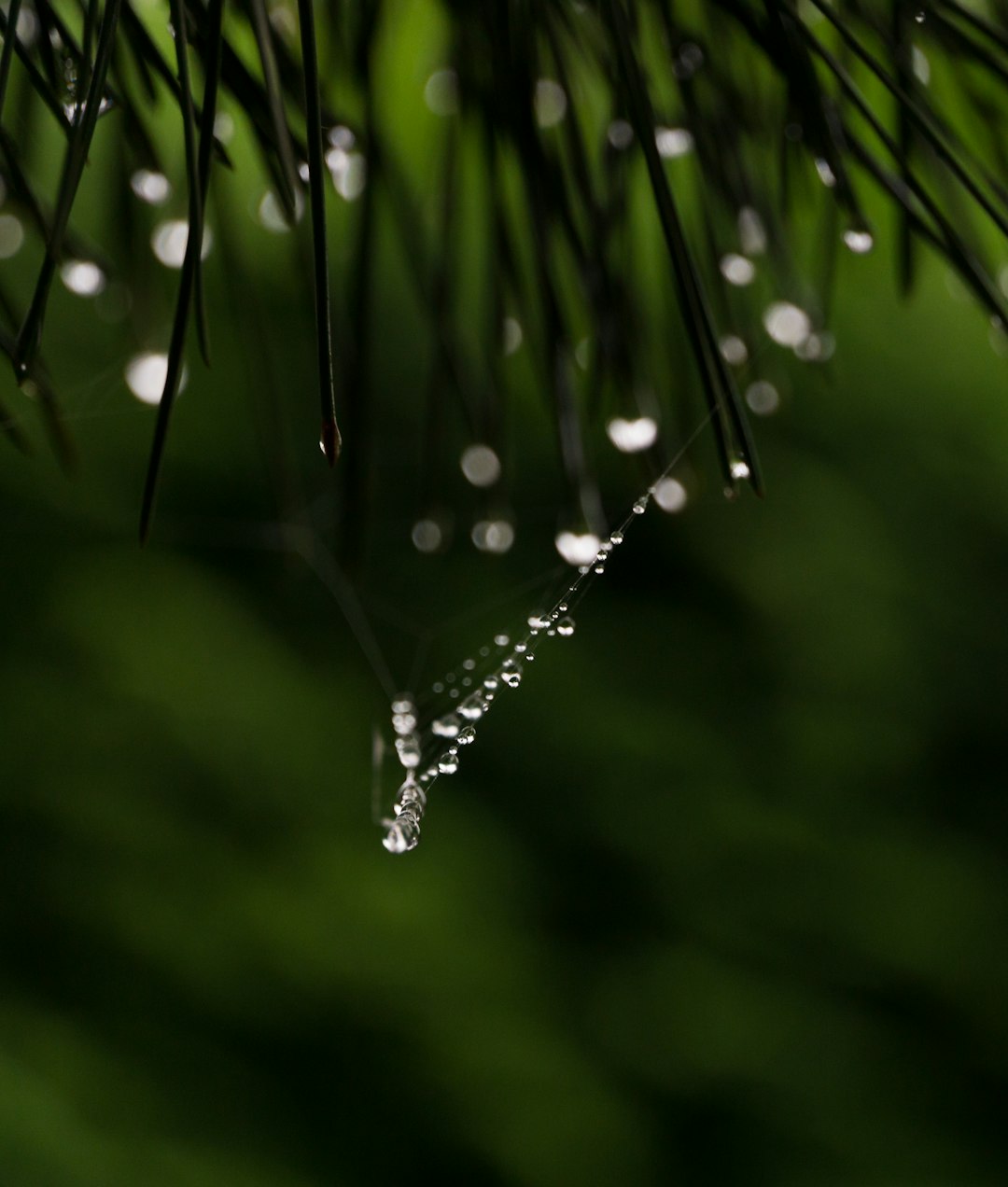 water droplets on green plant