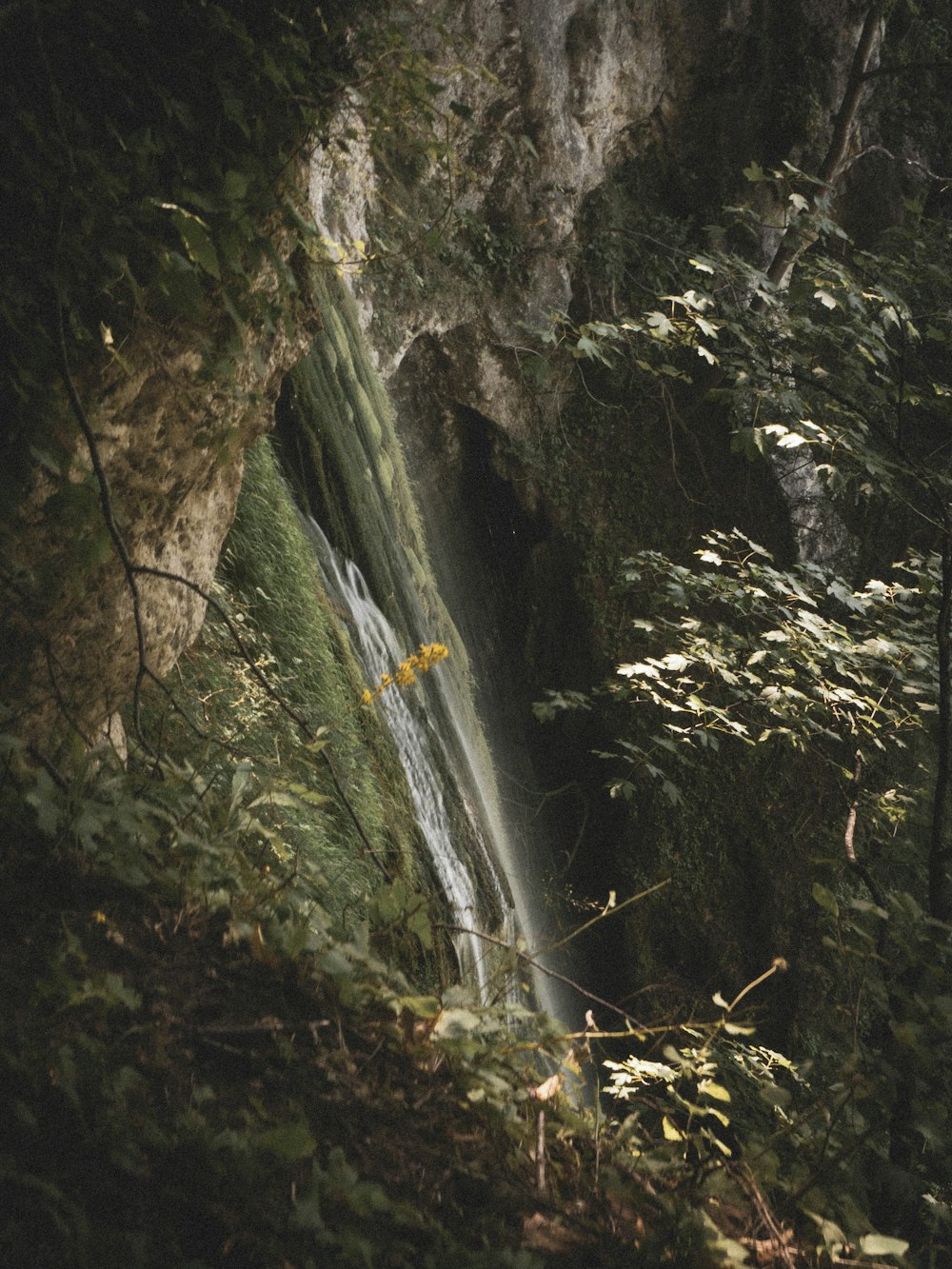 water falls in the middle of the forest