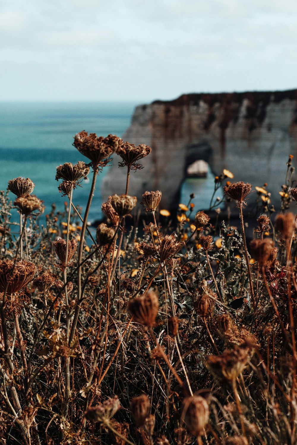 brown flowers near body of water during daytime