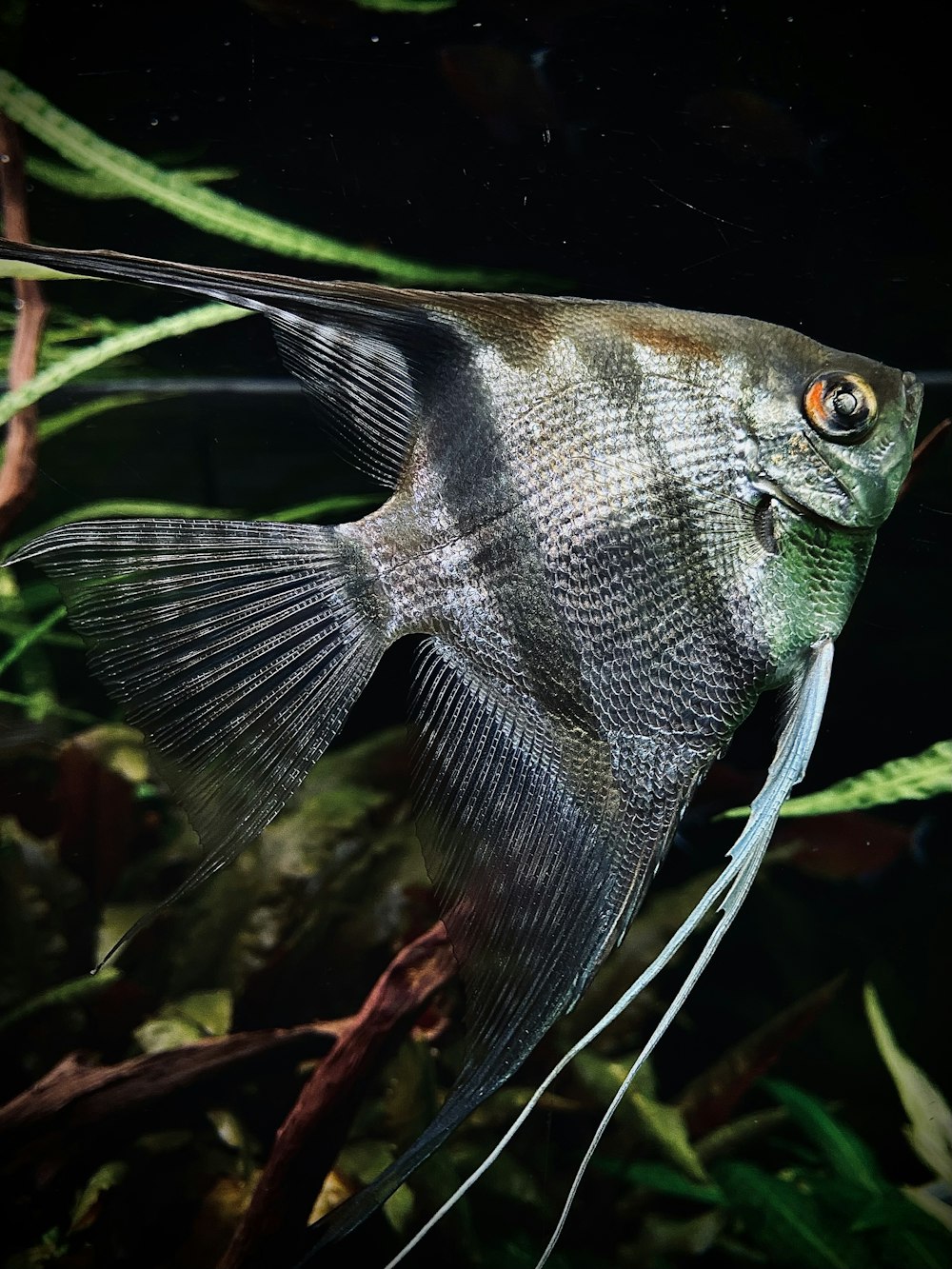 grey fish in close up photography