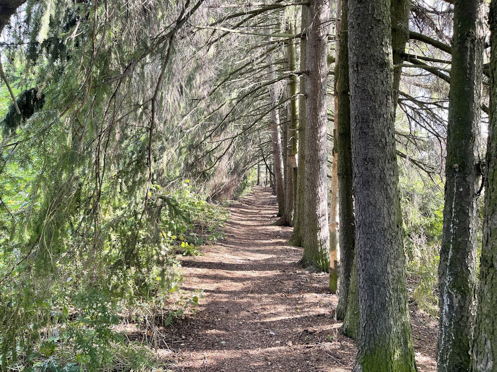 brown pathway between green trees during daytime