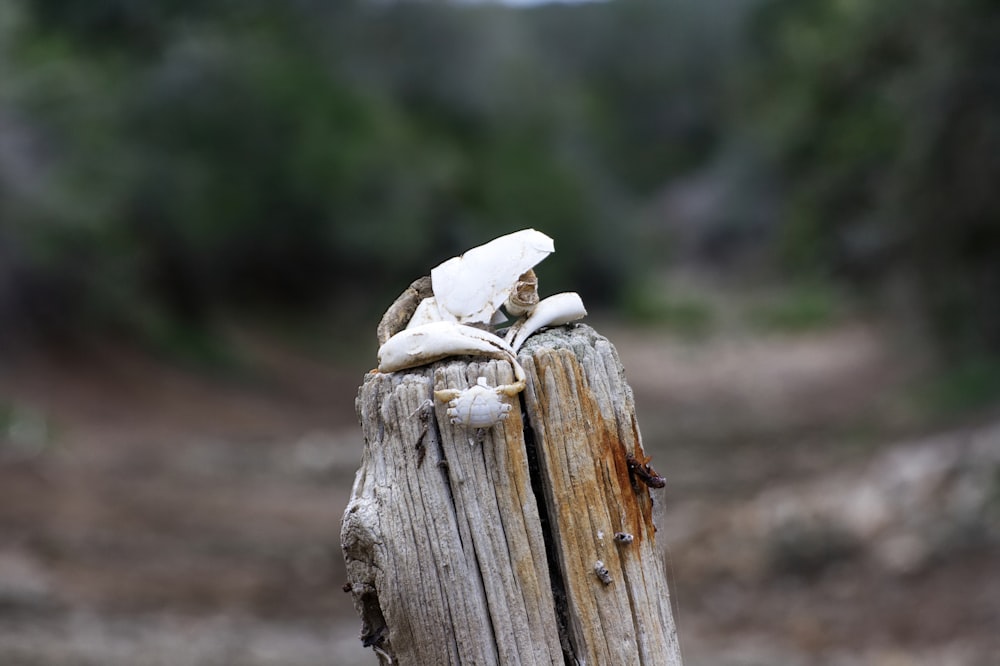 oiseau blanc sur bois brun