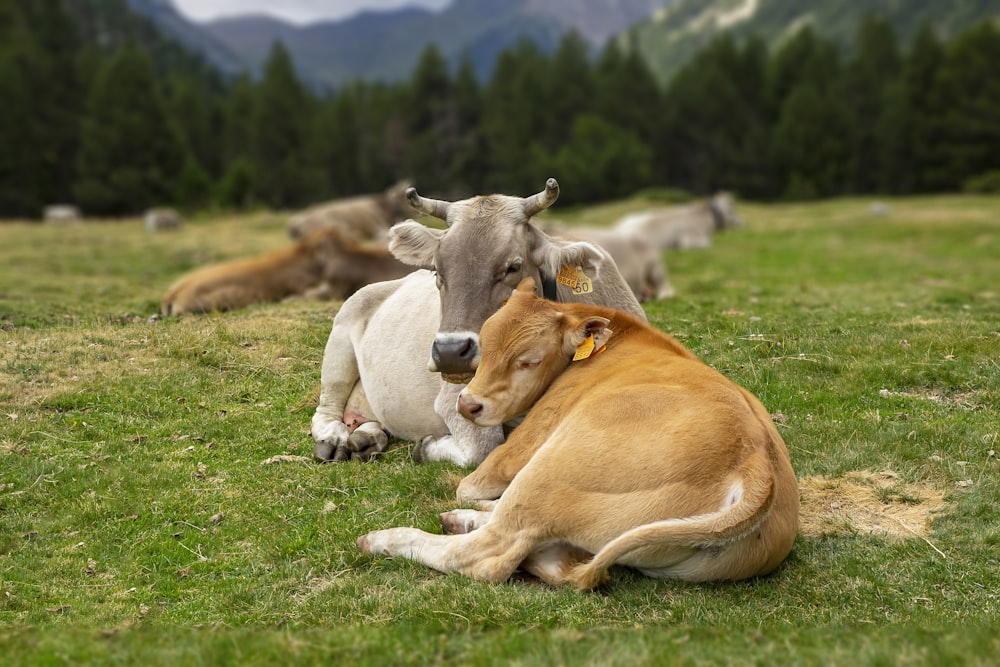 brown and white short coated dog lying on green grass field during daytime