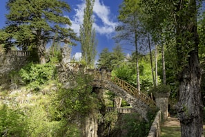 brown wooden bridge over green trees during daytime