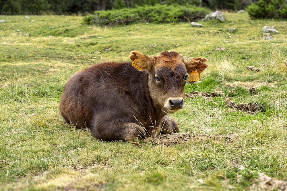 brown cow on green grass field during daytime