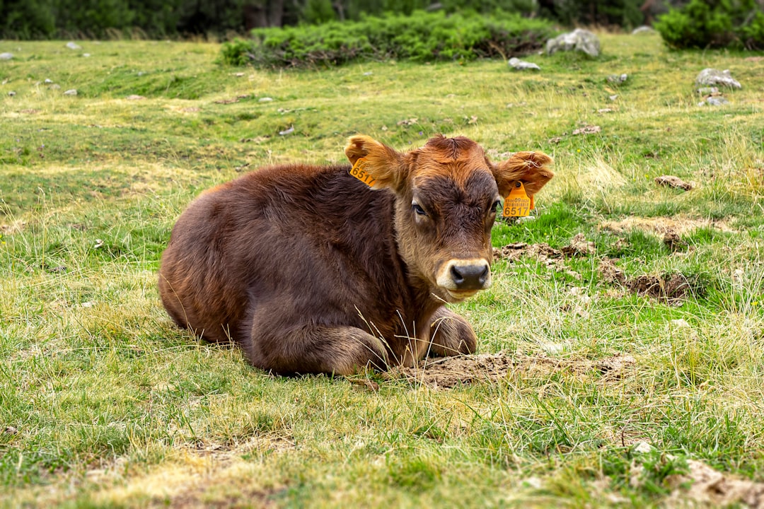 brown cow on green grass field during daytime