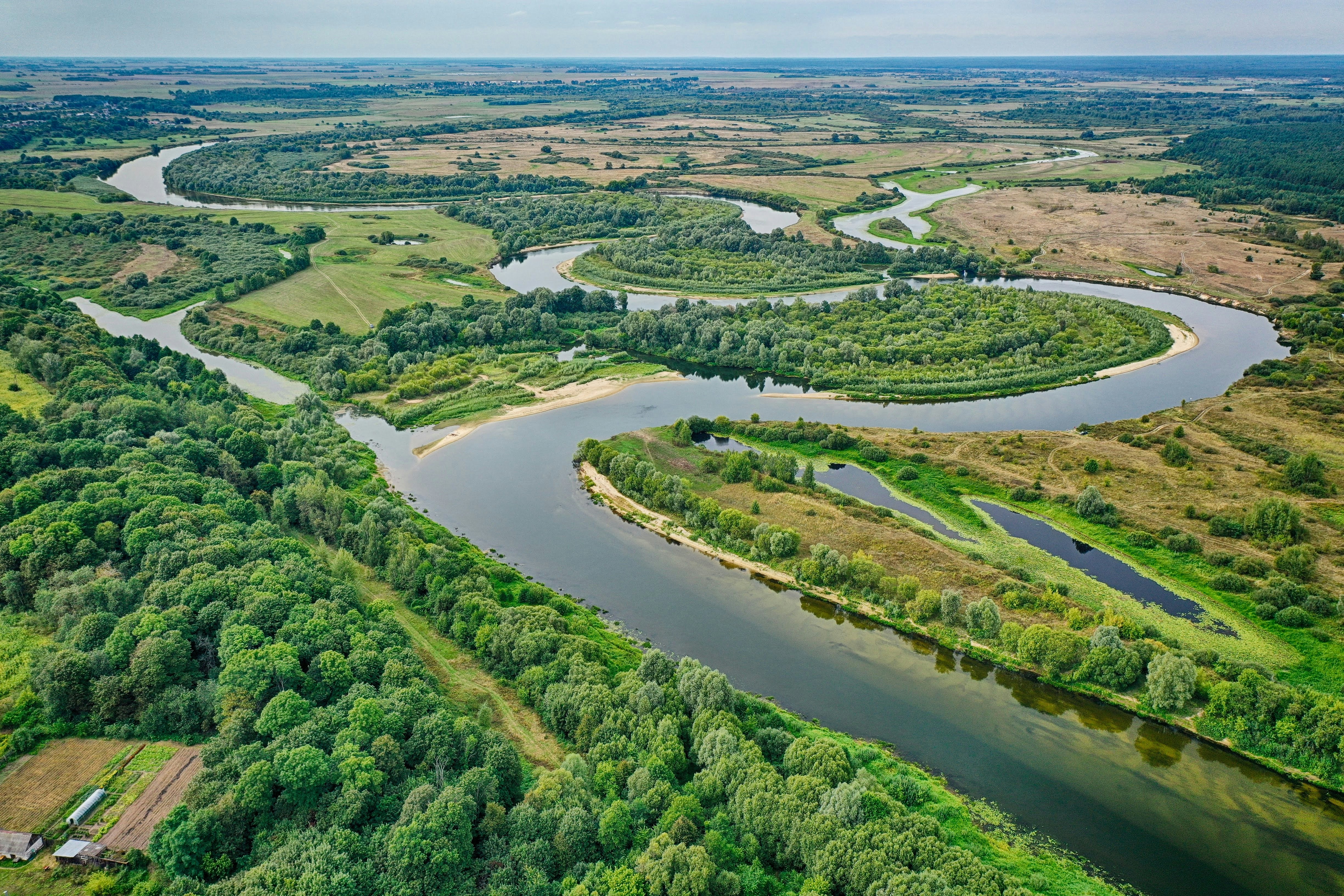 aerial view of green trees and river during daytime