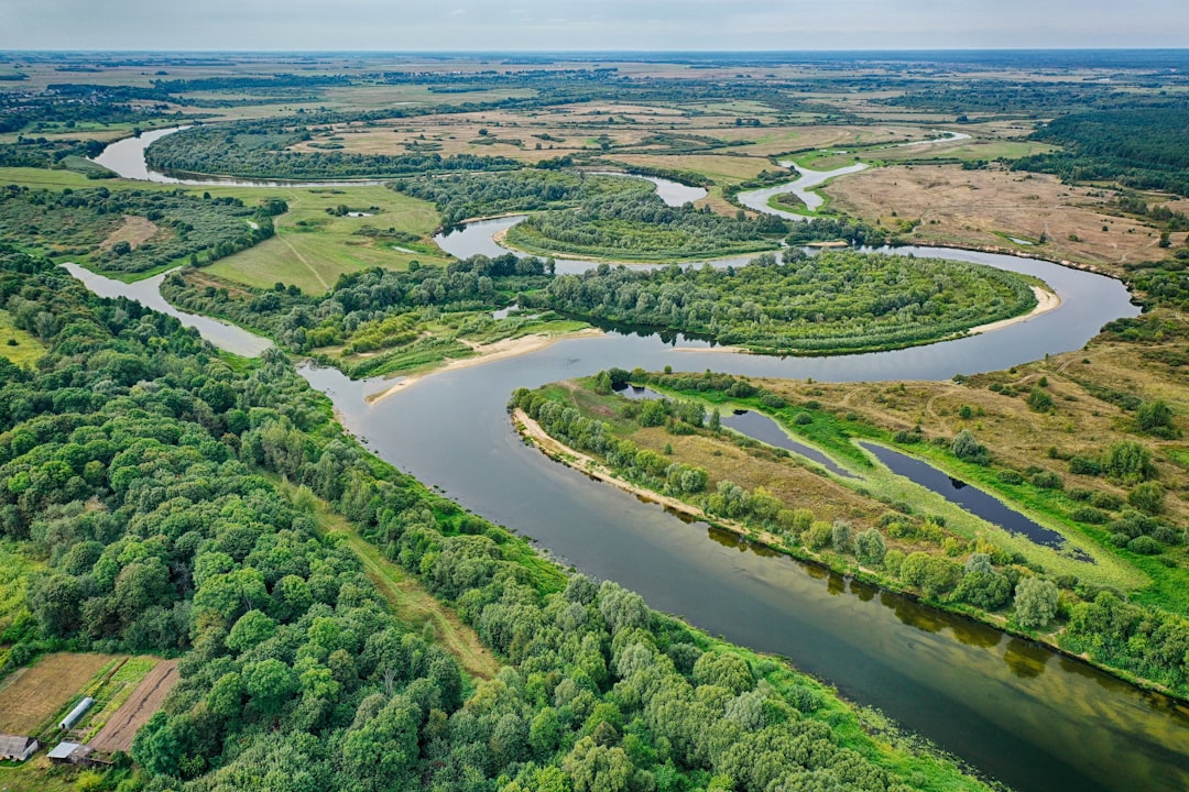 aerial view of green trees and river during daytime