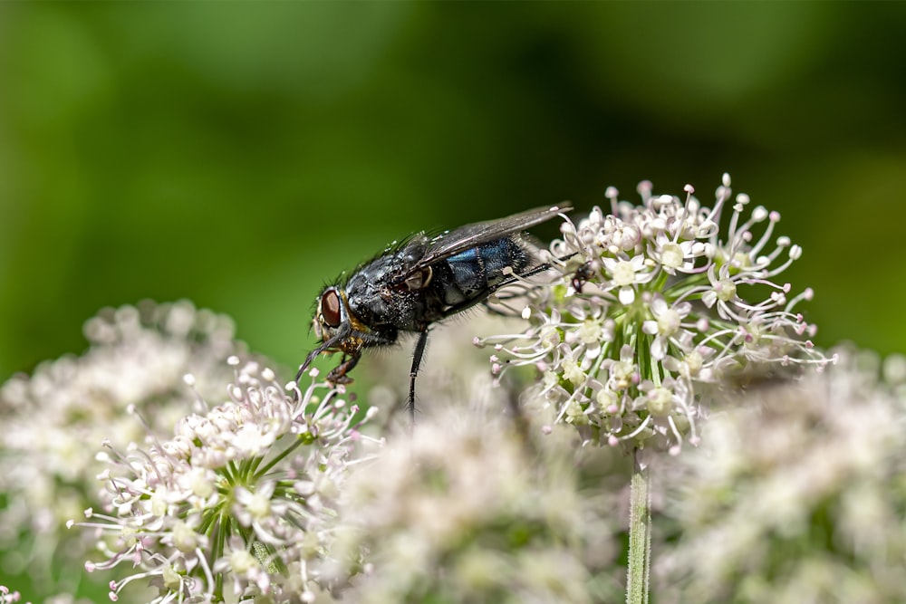 black fly perched on white flower in close up photography during daytime