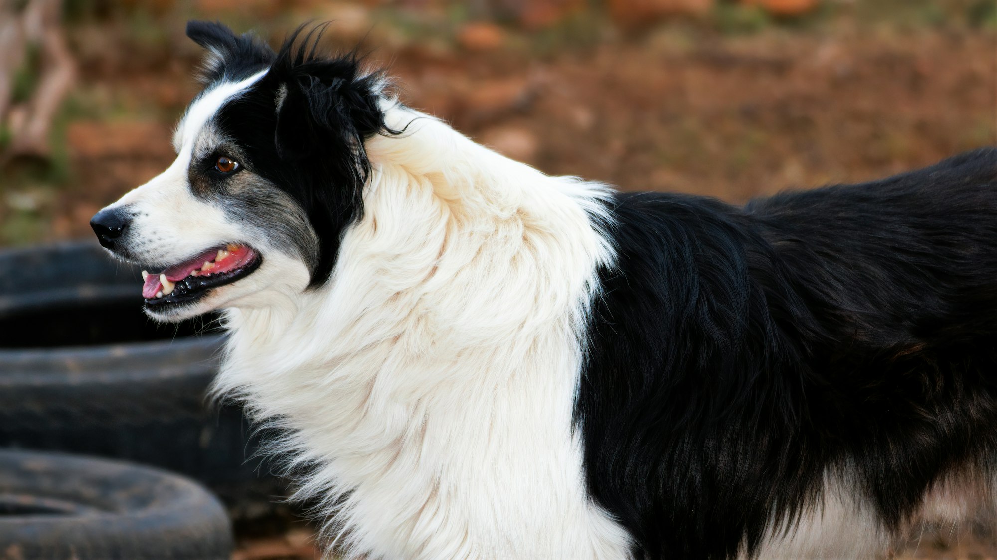 How smart is your dog? Border Collies star in new dog research