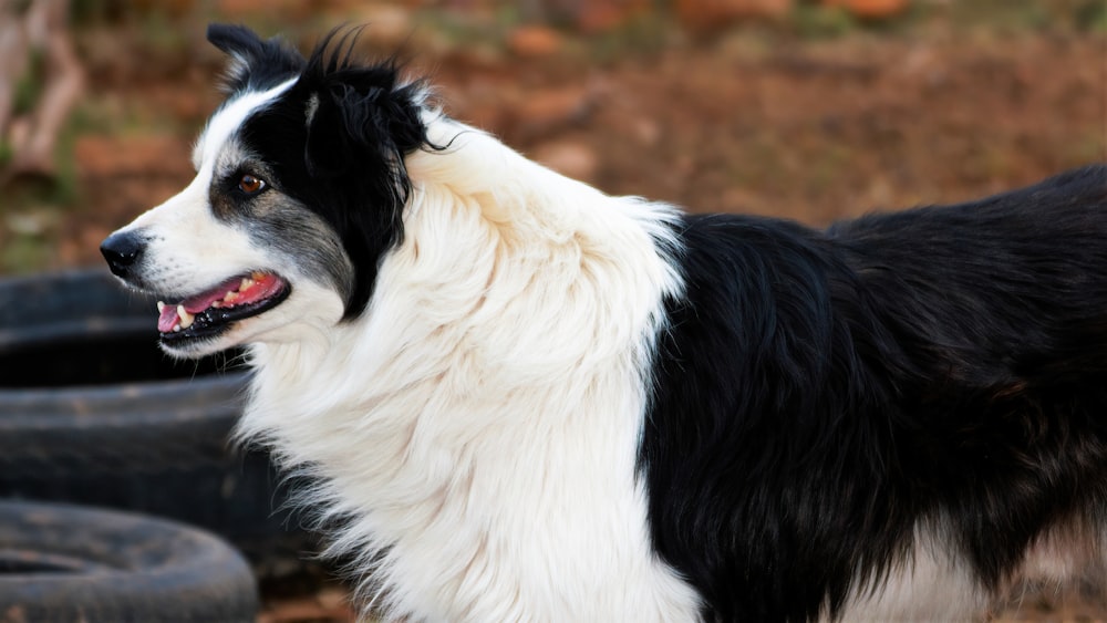 black and white border collie