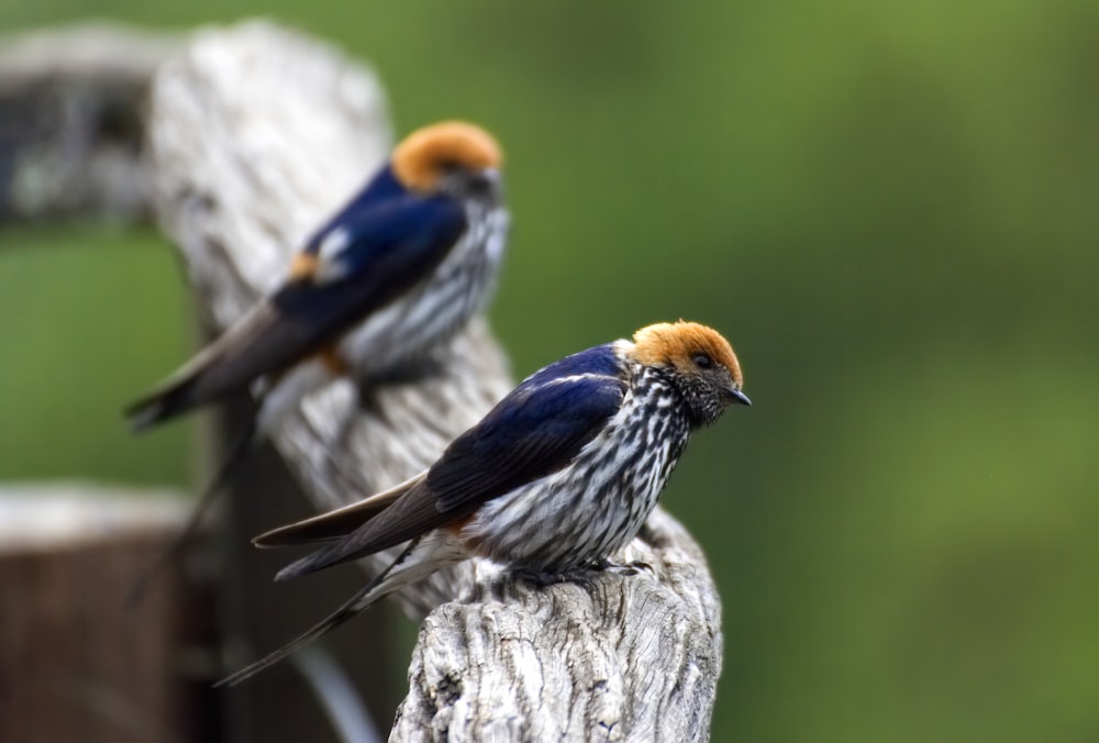 Grauer und brauner Vogel am Ast