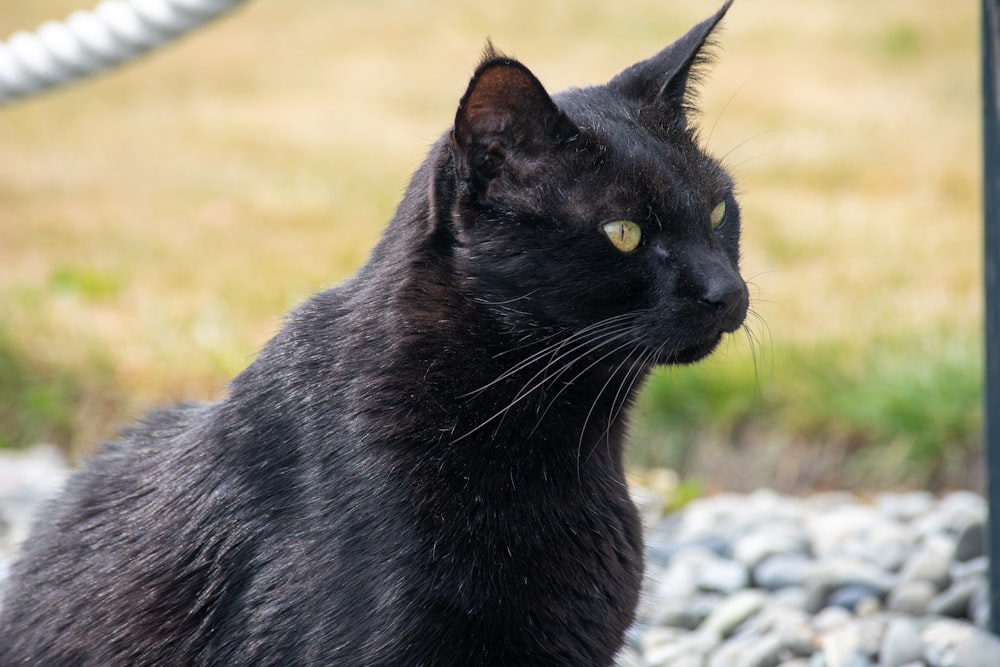 black cat on gray rock