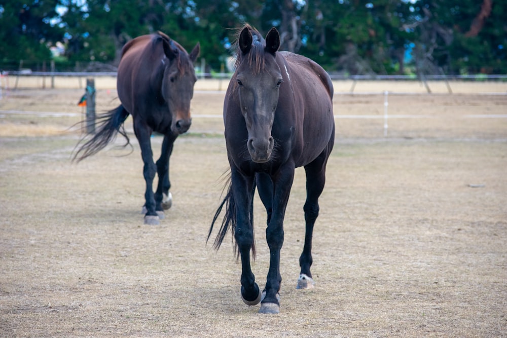 brown horse on brown field during daytime