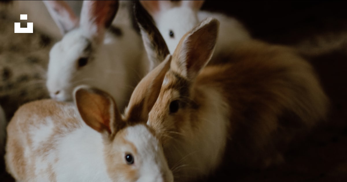 White and brown rabbit on brown soil photo – Free Animal Image on Unsplash
