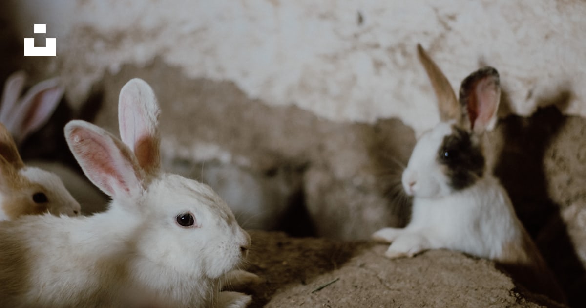 White rabbit on brown soil photo – Free Hare Image on Unsplash