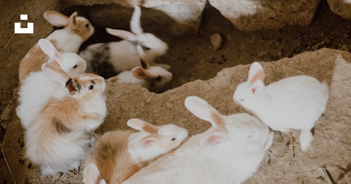 White and brown rabbit on brown soil photo – Free Soil Image on Unsplash