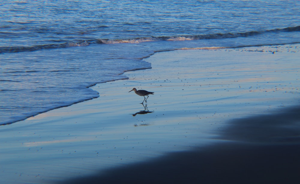oiseau blanc et noir sur le rivage de la plage pendant la journée