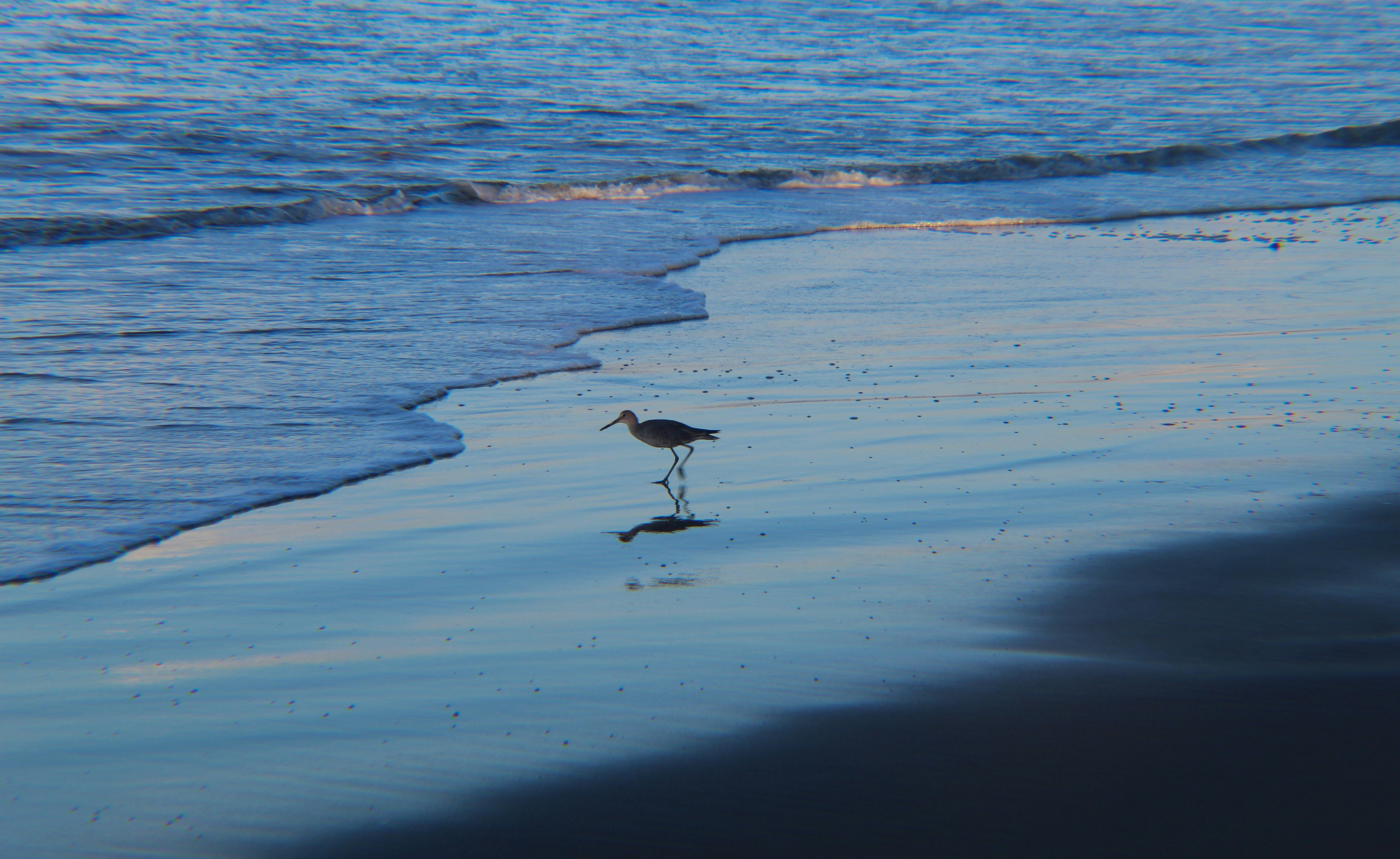 white and black bird on beach shore during daytime