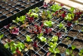 Seedlings of various greens and red leaf lettuce growing in black plastic trays filled with soil. The young plants are in different stages of growth, with some having larger leaves than others. Sunlight illuminates the leaves, enhancing their vibrant colors.