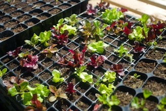 Seedlings of various greens and red leaf lettuce growing in black plastic trays filled with soil. The young plants are in different stages of growth, with some having larger leaves than others. Sunlight illuminates the leaves, enhancing their vibrant colors.