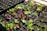 Seedlings of various greens and red leaf lettuce growing in black plastic trays filled with soil. The young plants are in different stages of growth, with some having larger leaves than others. Sunlight illuminates the leaves, enhancing their vibrant colors.